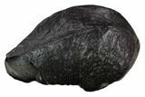 Fossil Whale Ear Bone - Miocene #130234-1